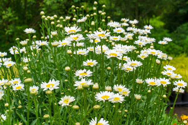 Becky Shasta Daisy