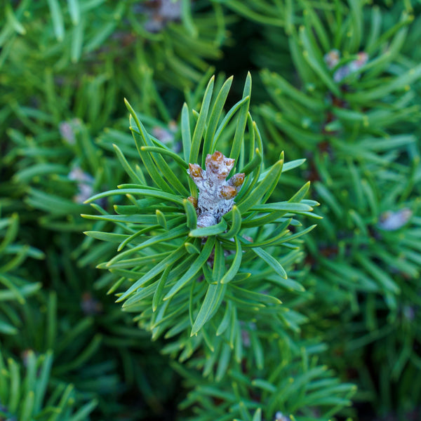 Bed Rock Jack Pine