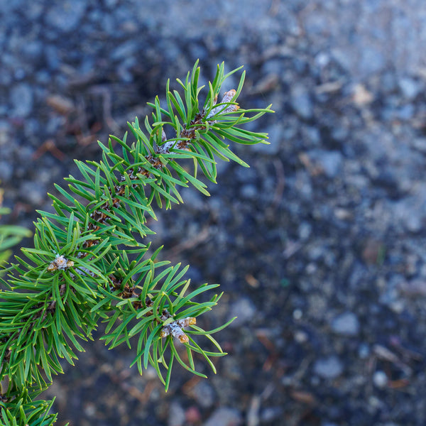 Bed Rock Jack Pine