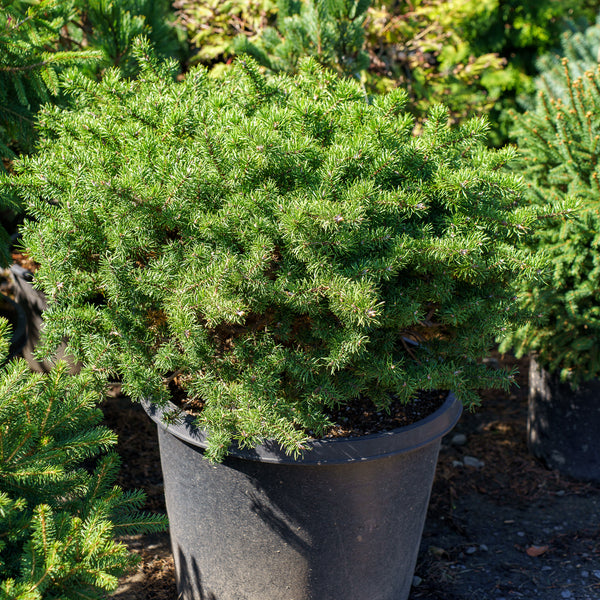 Bed Rock Jack Pine