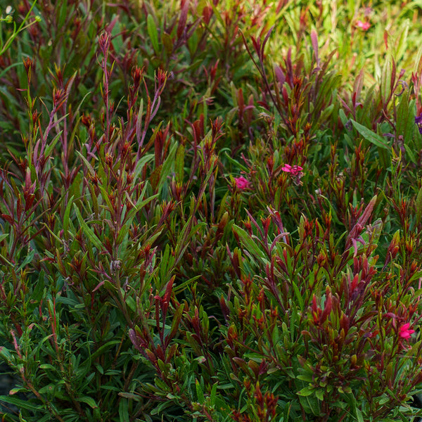 Belleza Dark Pink Gaura