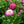 Load image into Gallery viewer, Bellissima Rose English Daisy
