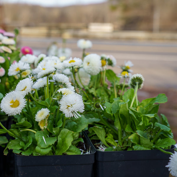Bellissima White English Daisy