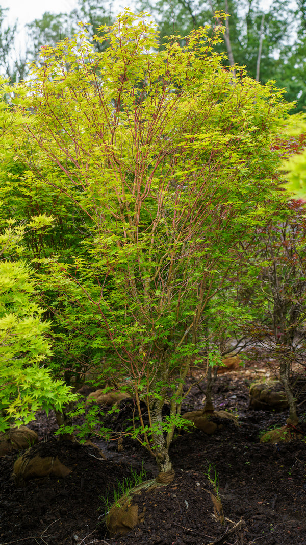 Beni Kawa Japanese Maple