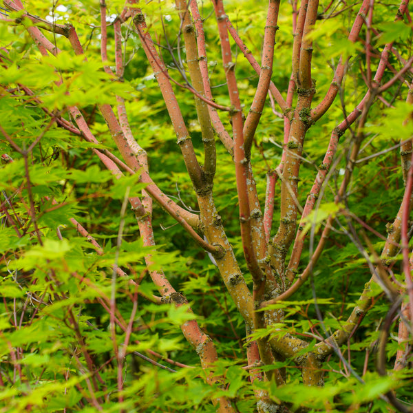 Beni Kawa Japanese Maple