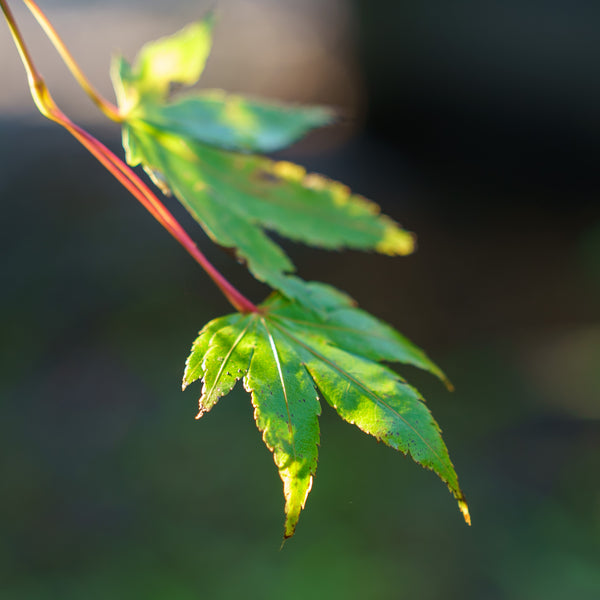 Beni Kawa Japanese Maple