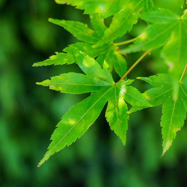 Beni Kawa Japanese Maple