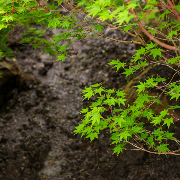Beni Kawa Japanese Maple