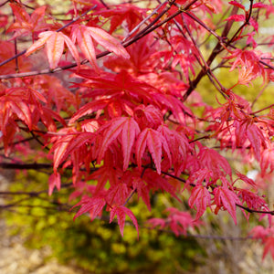 Beni Maiko Japanese Maple - Japanese Maple - Japanese Maples