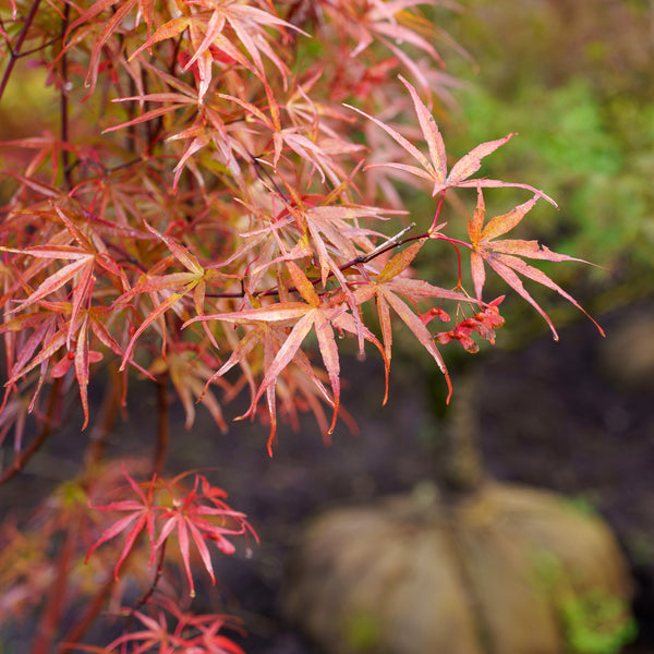 Beni Otake Japanese Maple