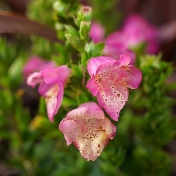 Berry Canary Foxglove