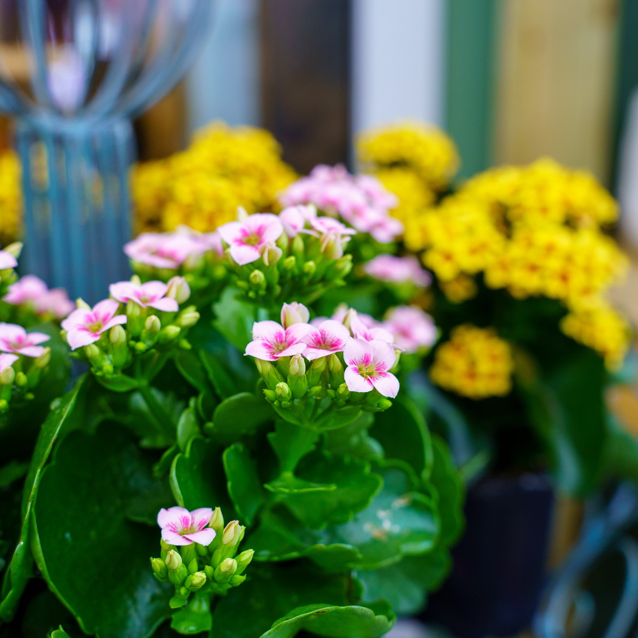 anthurium or kalanchoe Flaming Katy Kalanchoe – Plant Detectives