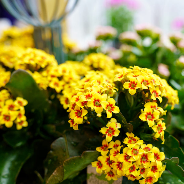 Assorted Kalanchoe - Other Houseplants - Houseplants