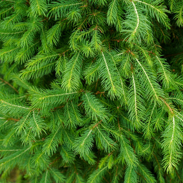 Big Berta White Spruce
