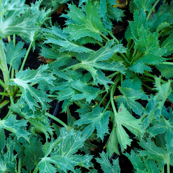 Big Blue Sea Holly
