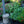 Load image into Gallery viewer, Big Blue Sea Holly
