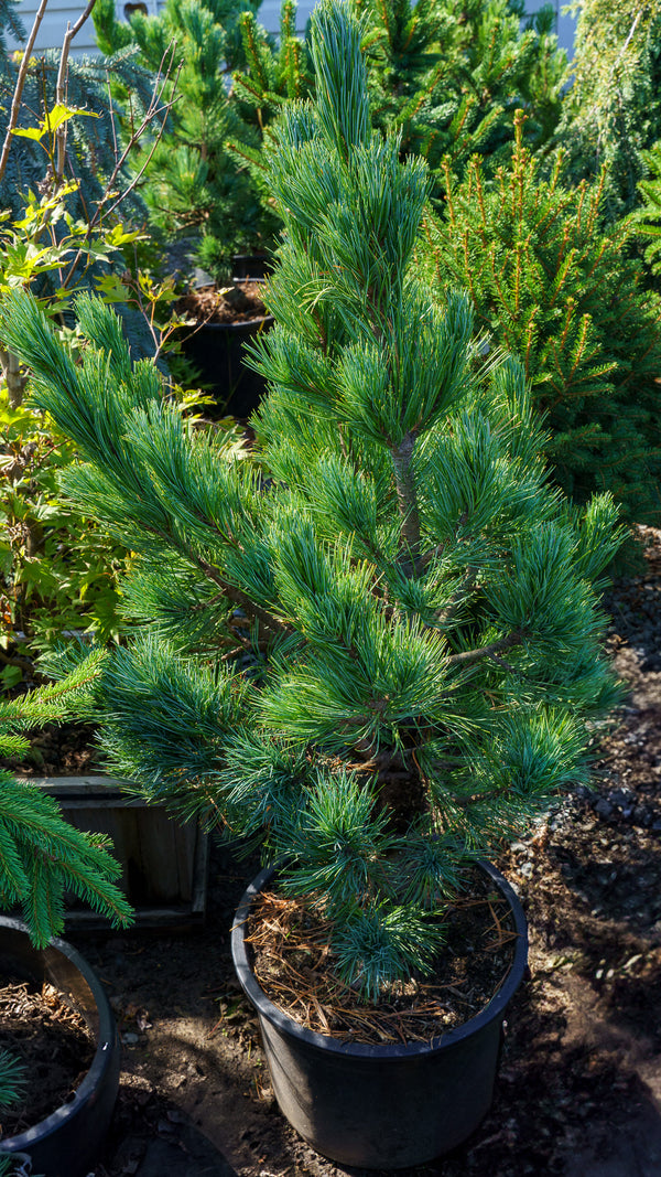 Big Blue Swiss Stone Pine