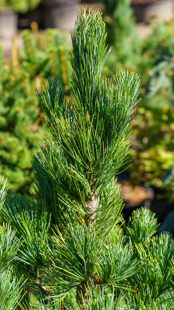 Big Blue Swiss Stone Pine