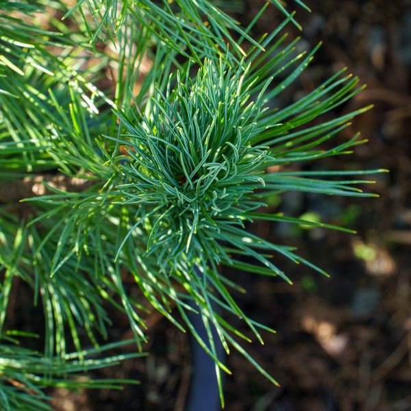 Big Blue Swiss Stone Pine