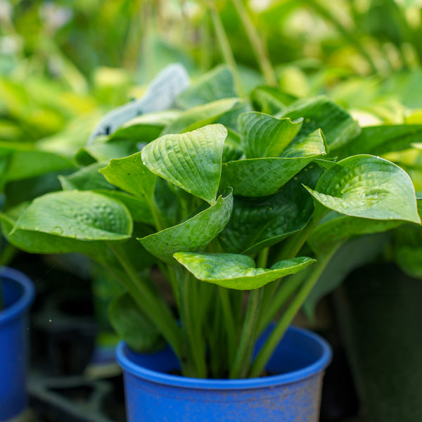 Big Daddy Hosta