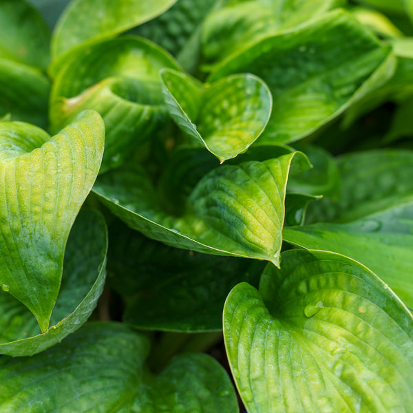 Big Daddy Hosta