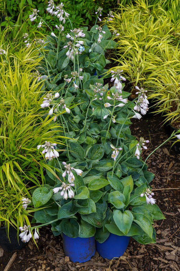 Big Daddy Hosta