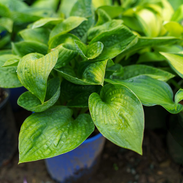 Big Daddy Hosta