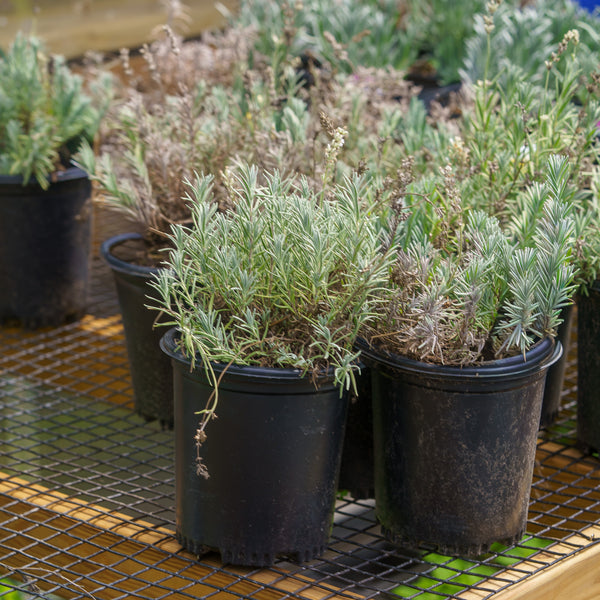 Big Time White English Lavender