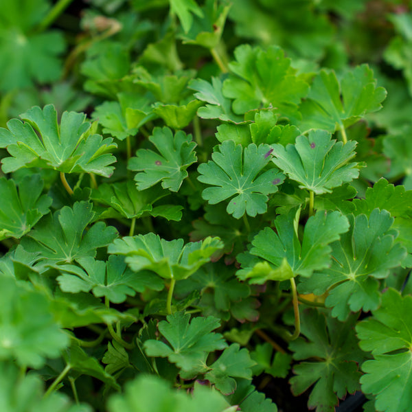 Biokovo Cranesbill