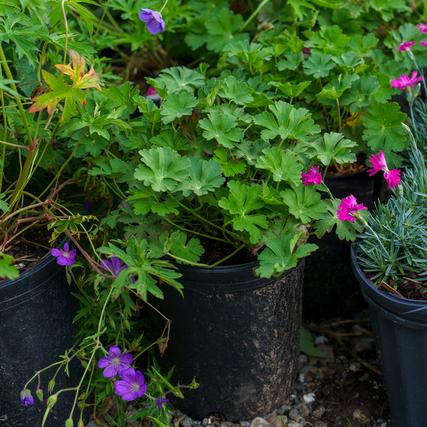 Biokovo Cranesbill