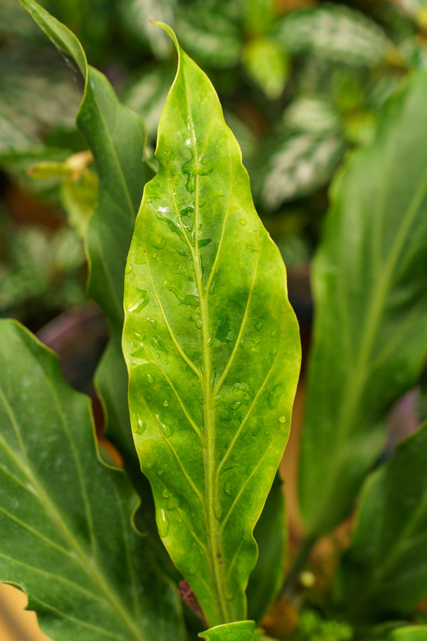 Bird's Nest Anthurium