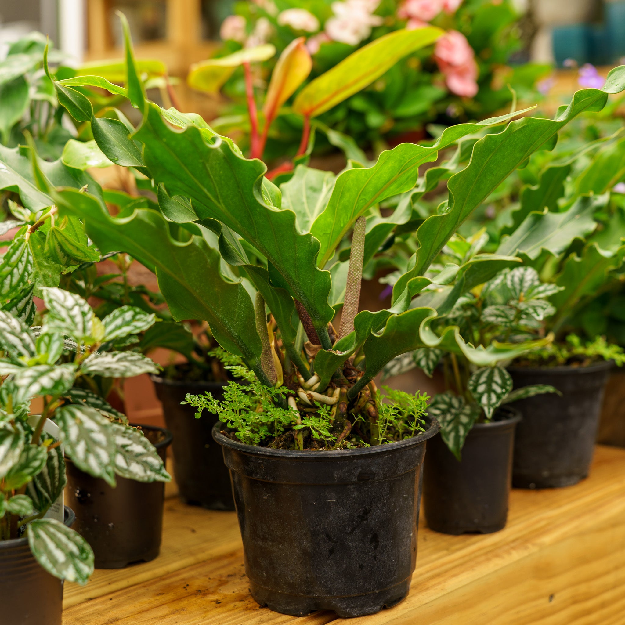 anthurium birdsnest Bird's Nest Anthurium – Plant Detectives