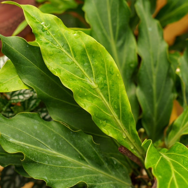 Bird's Nest Anthurium