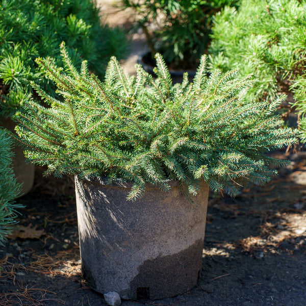 Bird's Nest Norway Spruce