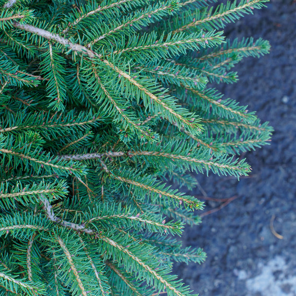 Bird's Nest Norway Spruce