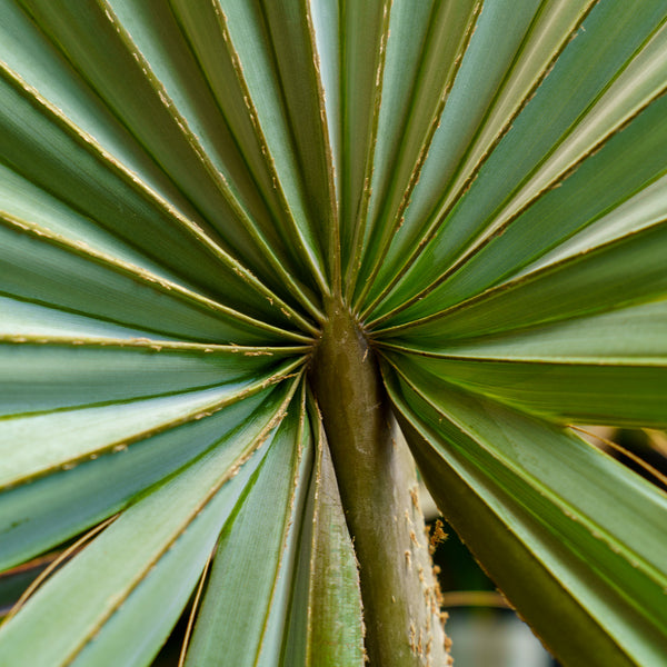 bismarckia palm plant Bismarck Palm – Plant Detectives