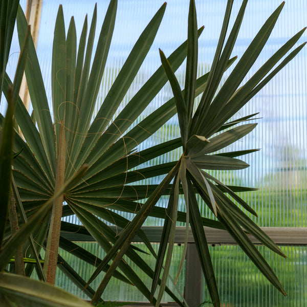 bismarck palm planting Bismarck Palm – Plant Detectives