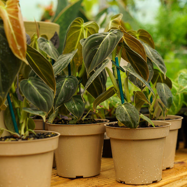 Black-Gold Philodendron