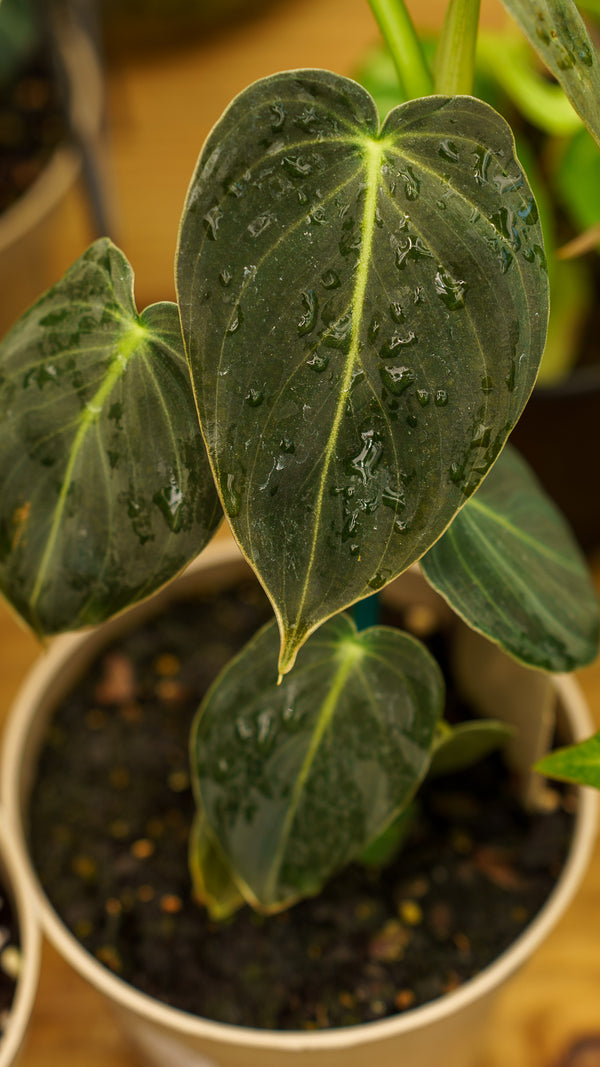philodendron black jack Black Gold Philodendron – Plant Detectives