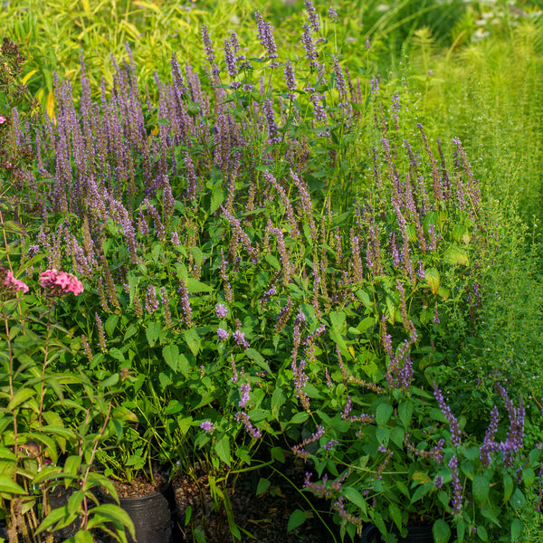 Black Adder Anise Hyssop