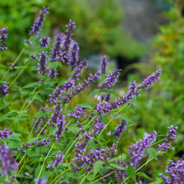 Black Adder Anise Hyssop