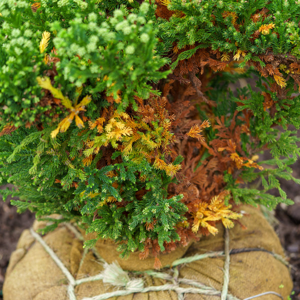 Black Dragon Japanese Cedar