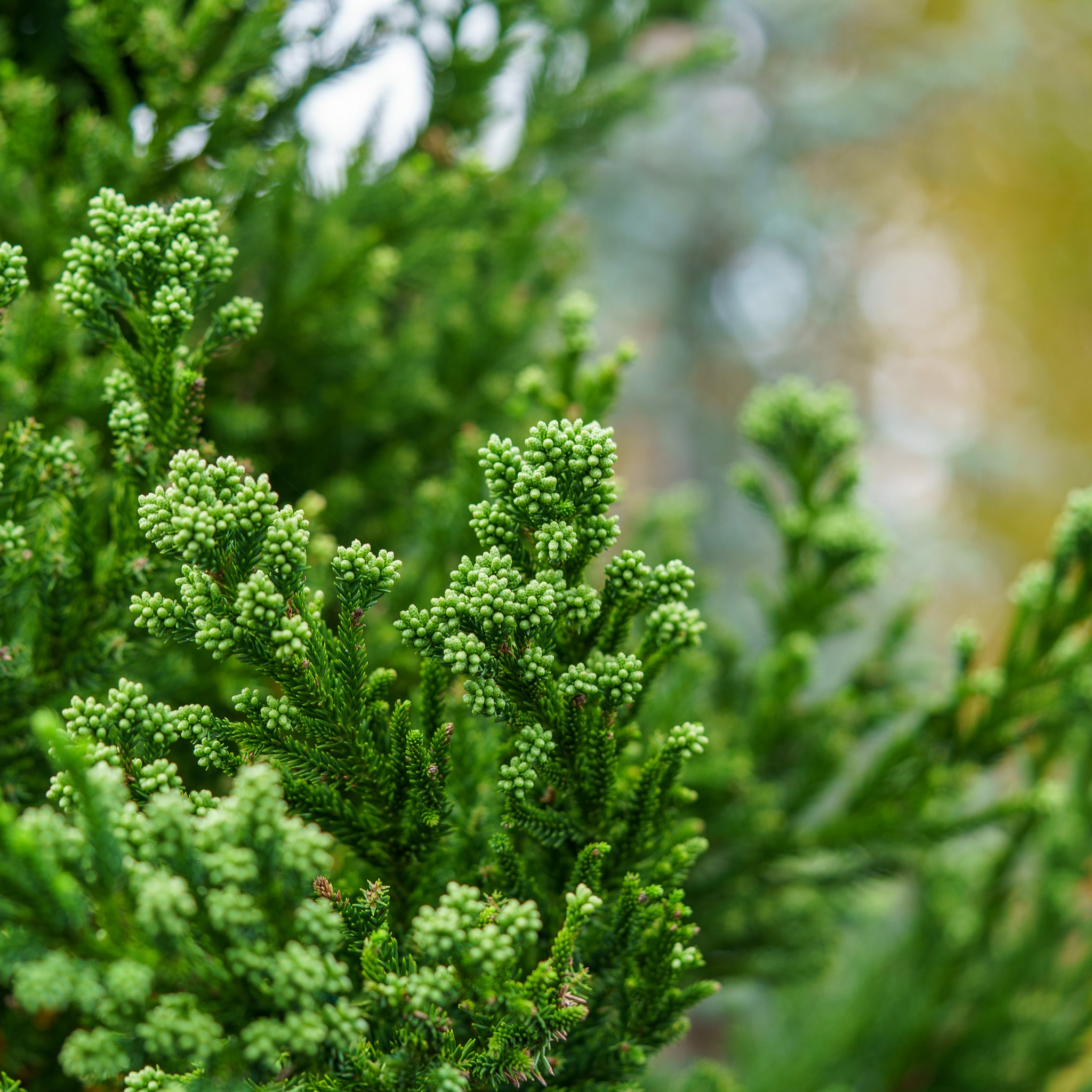 Black Dragon Japanese Cedar – Plant Detectives