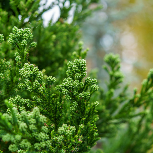 Black Dragon Japanese Cedar