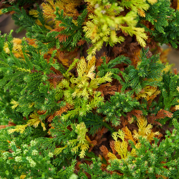 Black Dragon Japanese Cedar