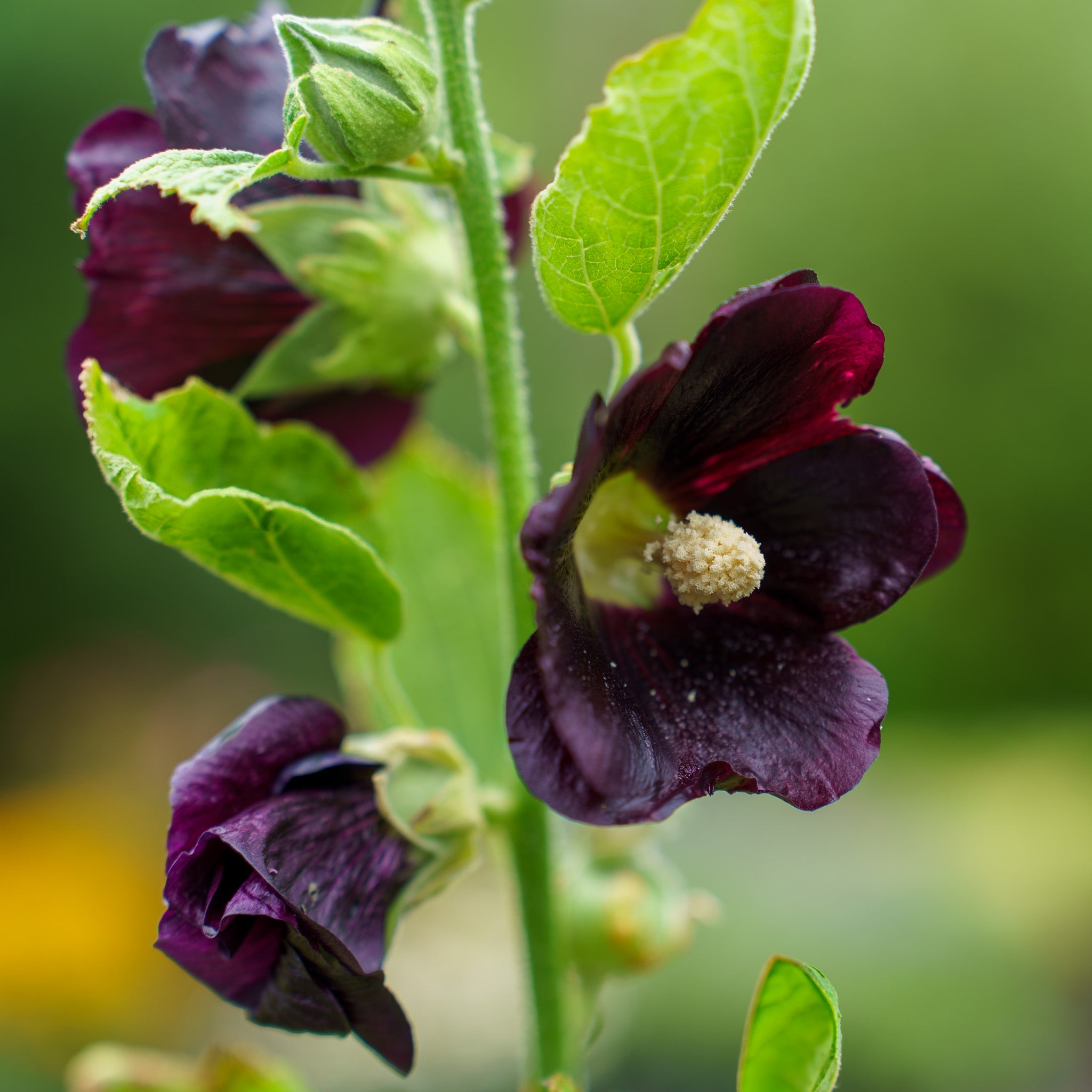 Blacknight Hollyhock – Plant Detectives