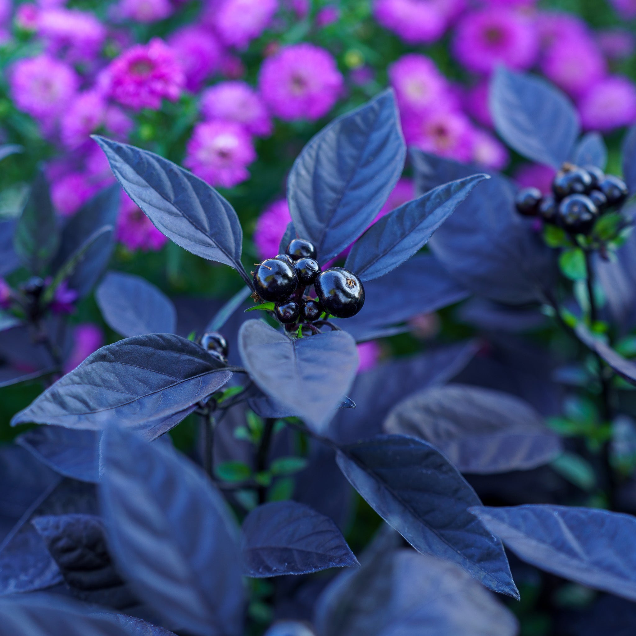 black pearl pepper plant Black Pearl Ornamental Pepper – Plant Detectives