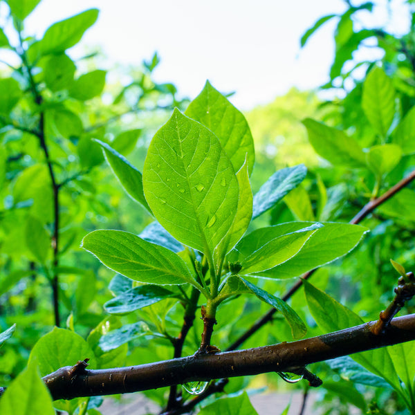 Black Tupelo - Tupelo - Shade Trees