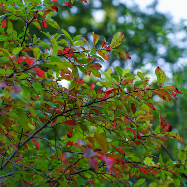 Black Gum