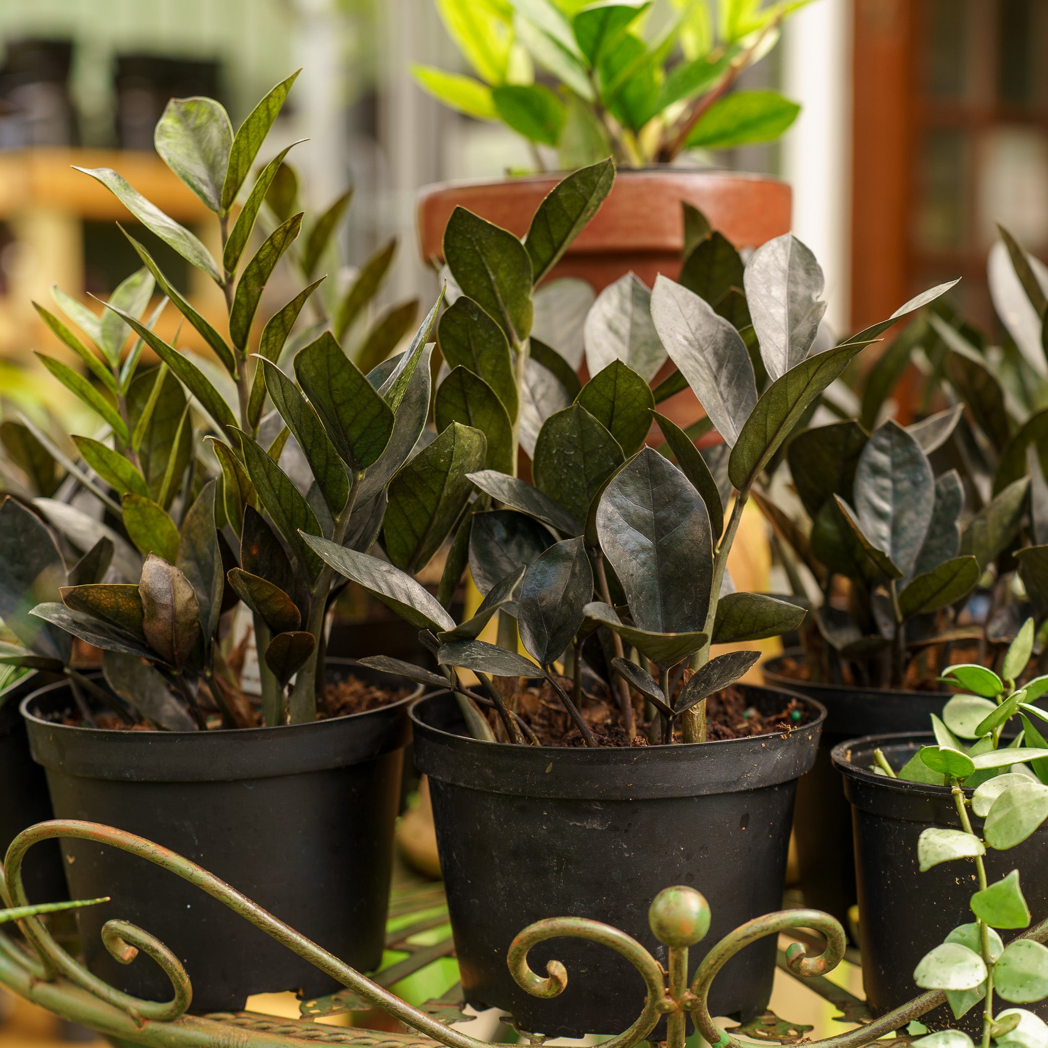 ebony zz plant Super Nova ZZ Plant – Plant Detectives